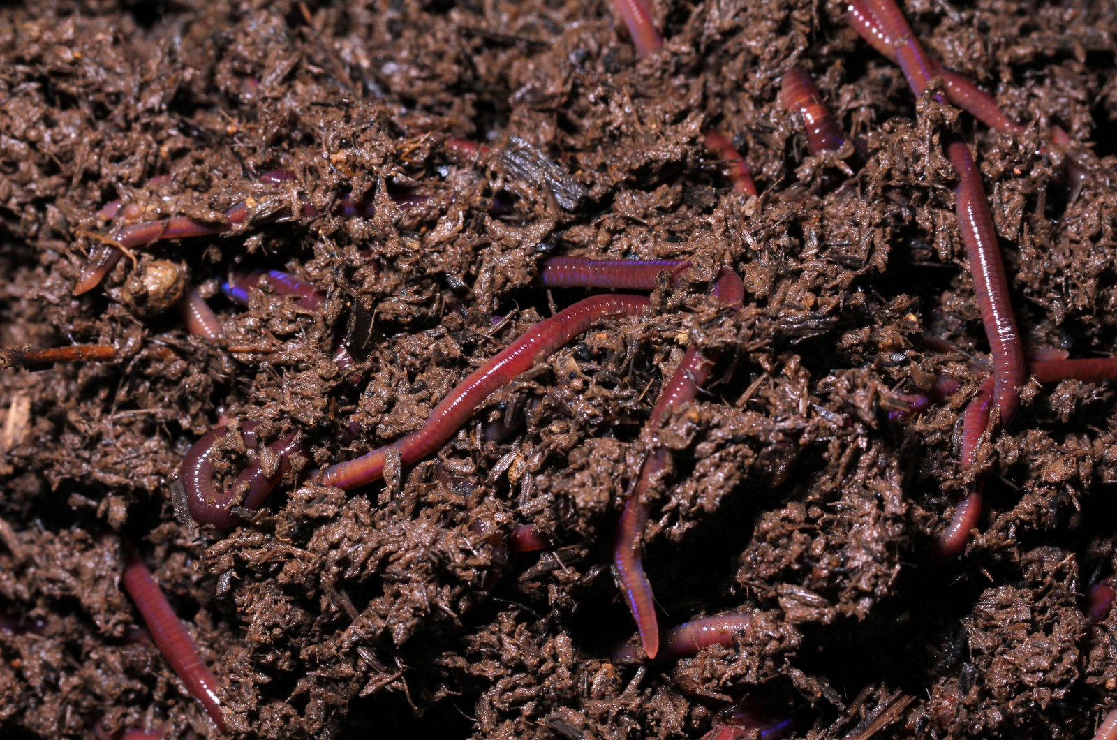 photo of worm castings