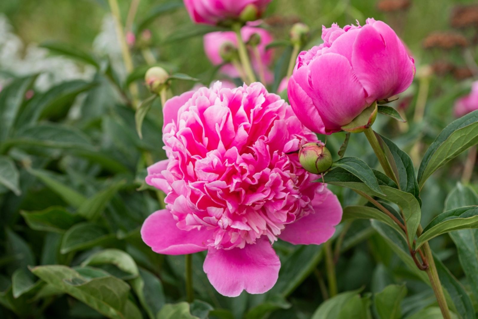 pink peony flowers in garden