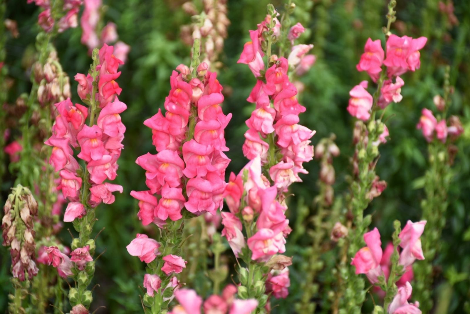 pink snapdragons