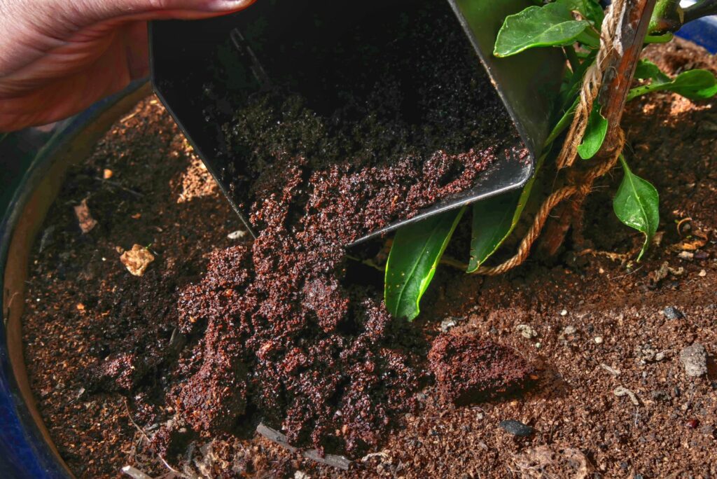 placing coffee grounds around the plant