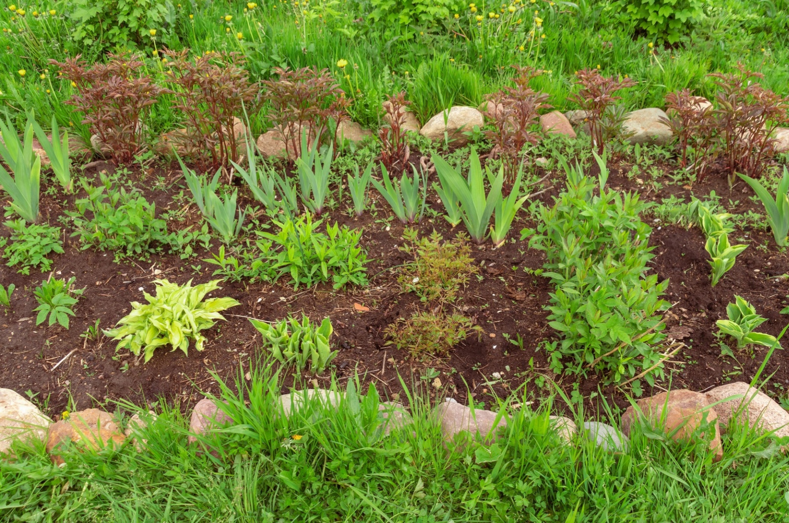 plants in flower bed