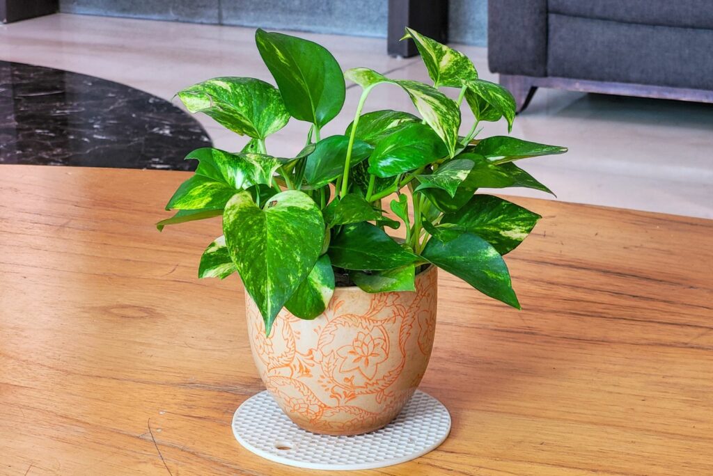 pothos in a colorful pot