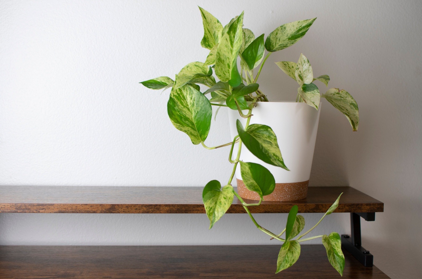 pothos in white pot