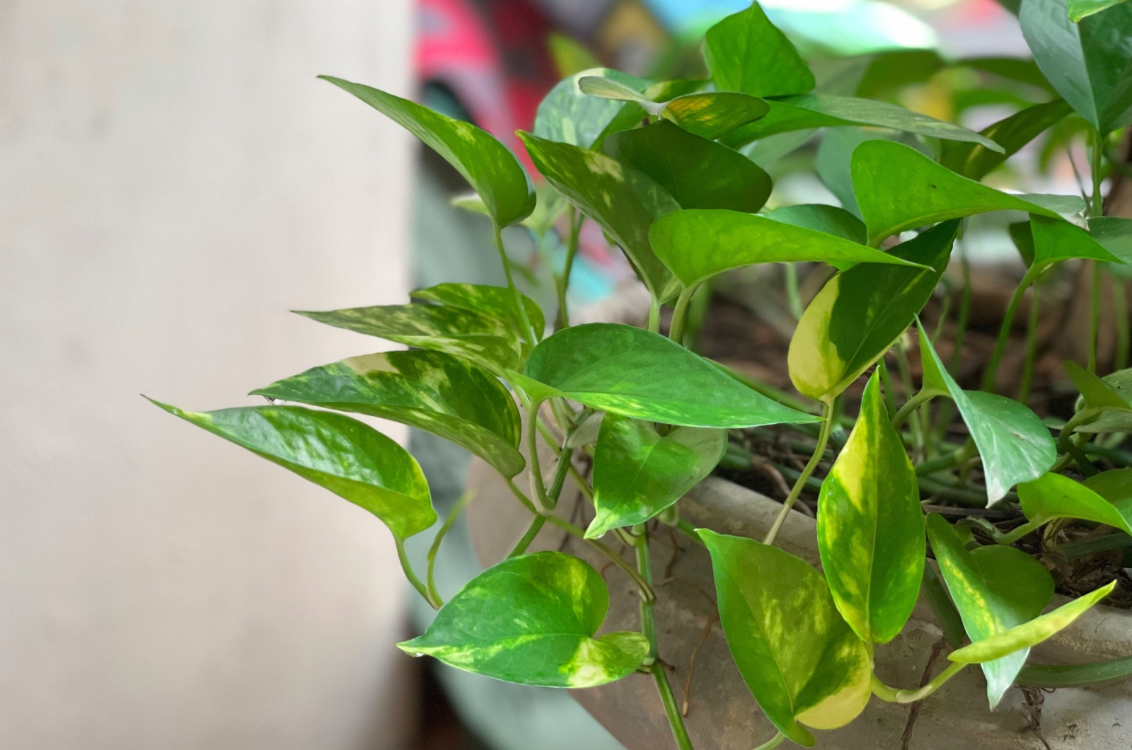 pothos plant