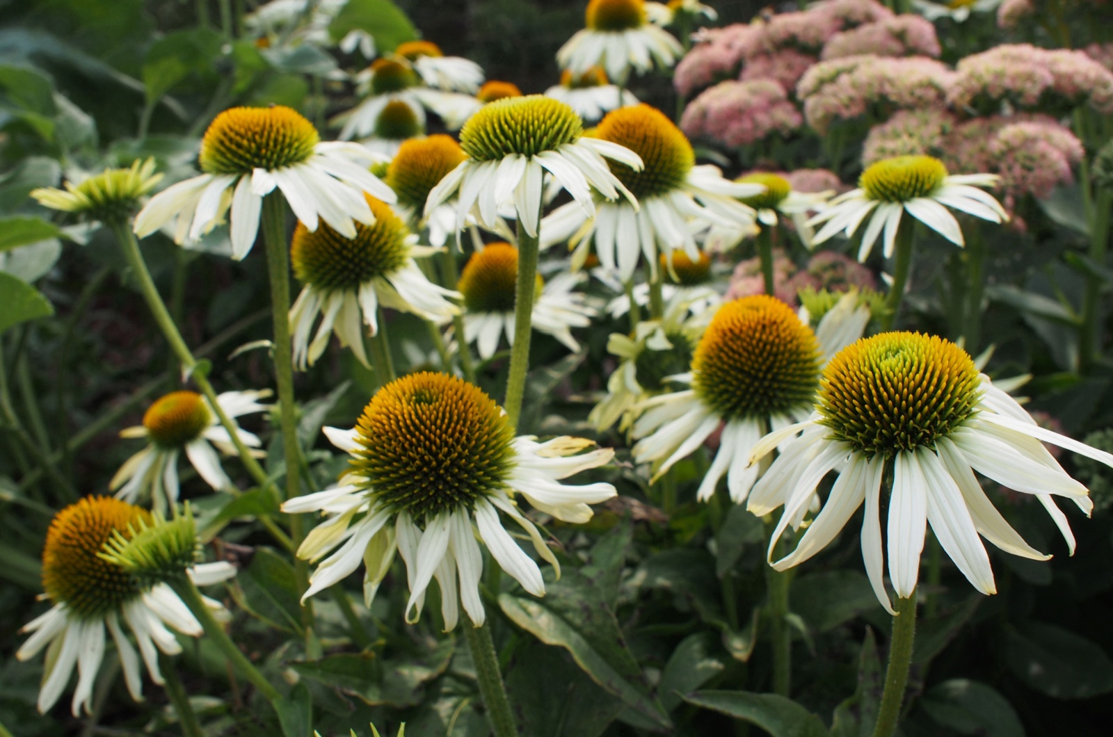 powwow white coneflower