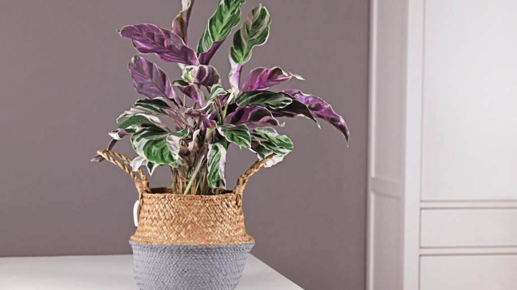 prayer plant