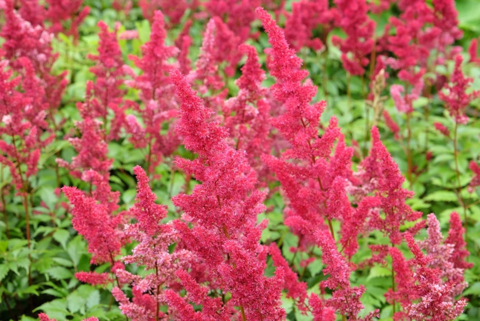 red astilbe