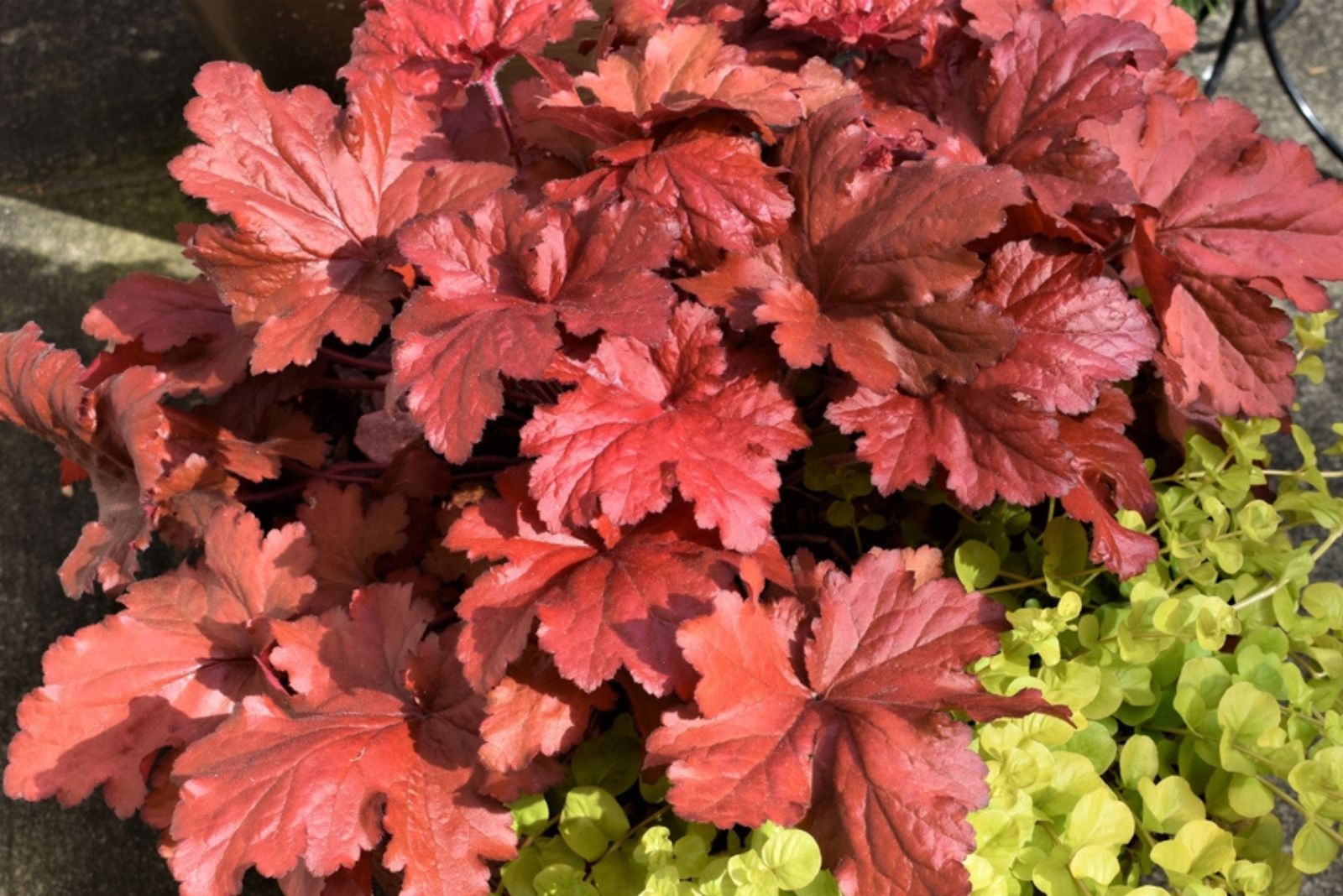 red coral bells