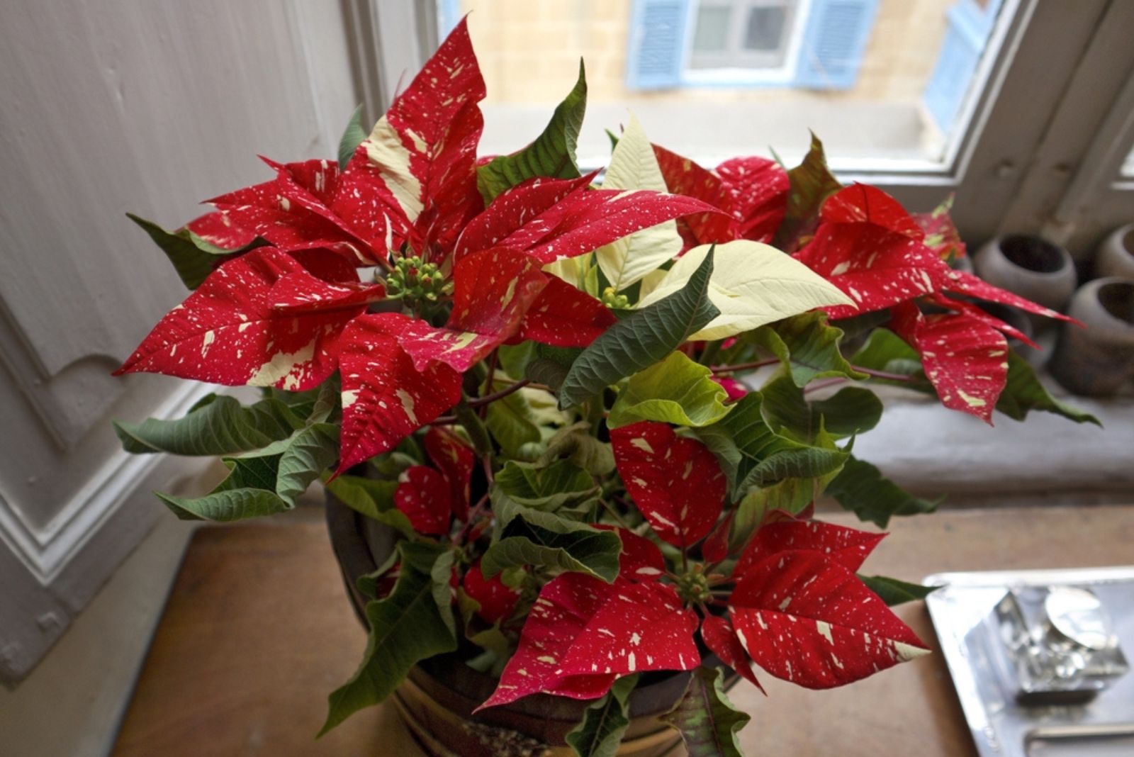 red poinsettia in home