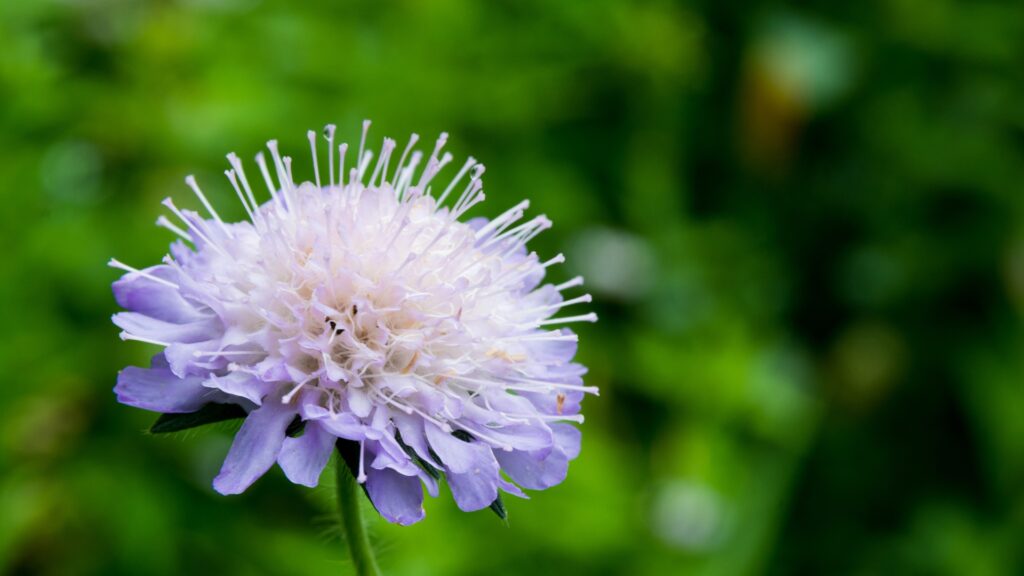 scabiosa bloom