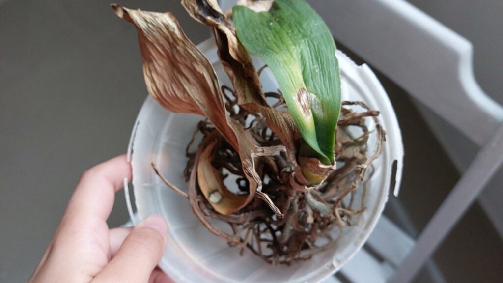 sick orchid plant