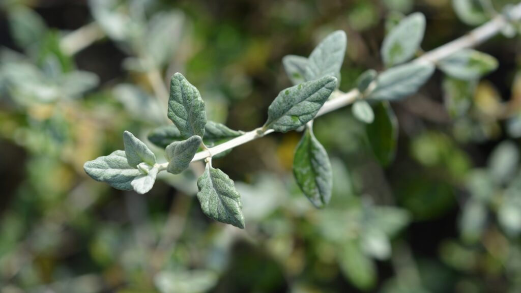 silver germander