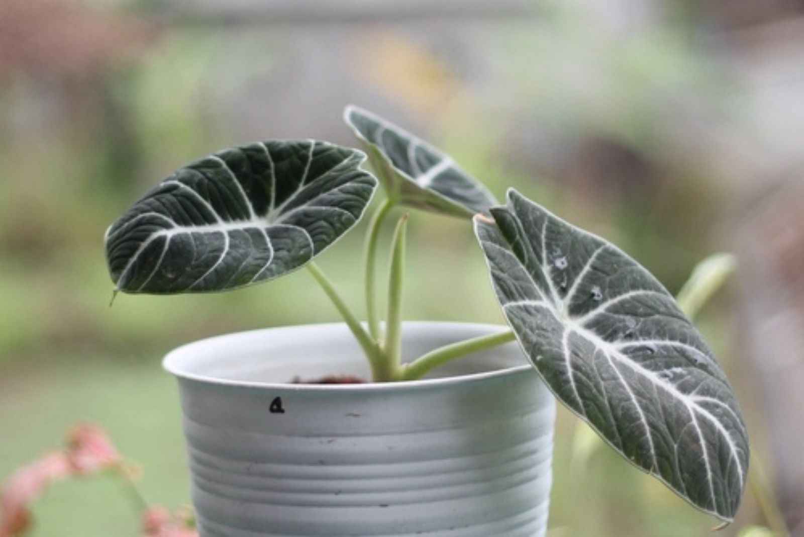 silver velvet leaf plant