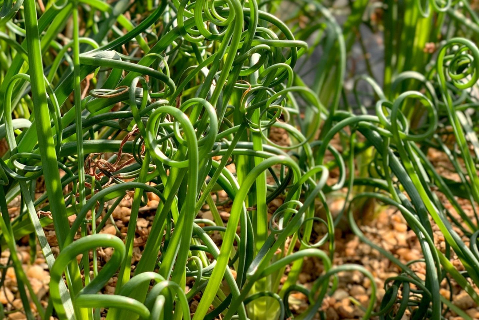 spiral grass