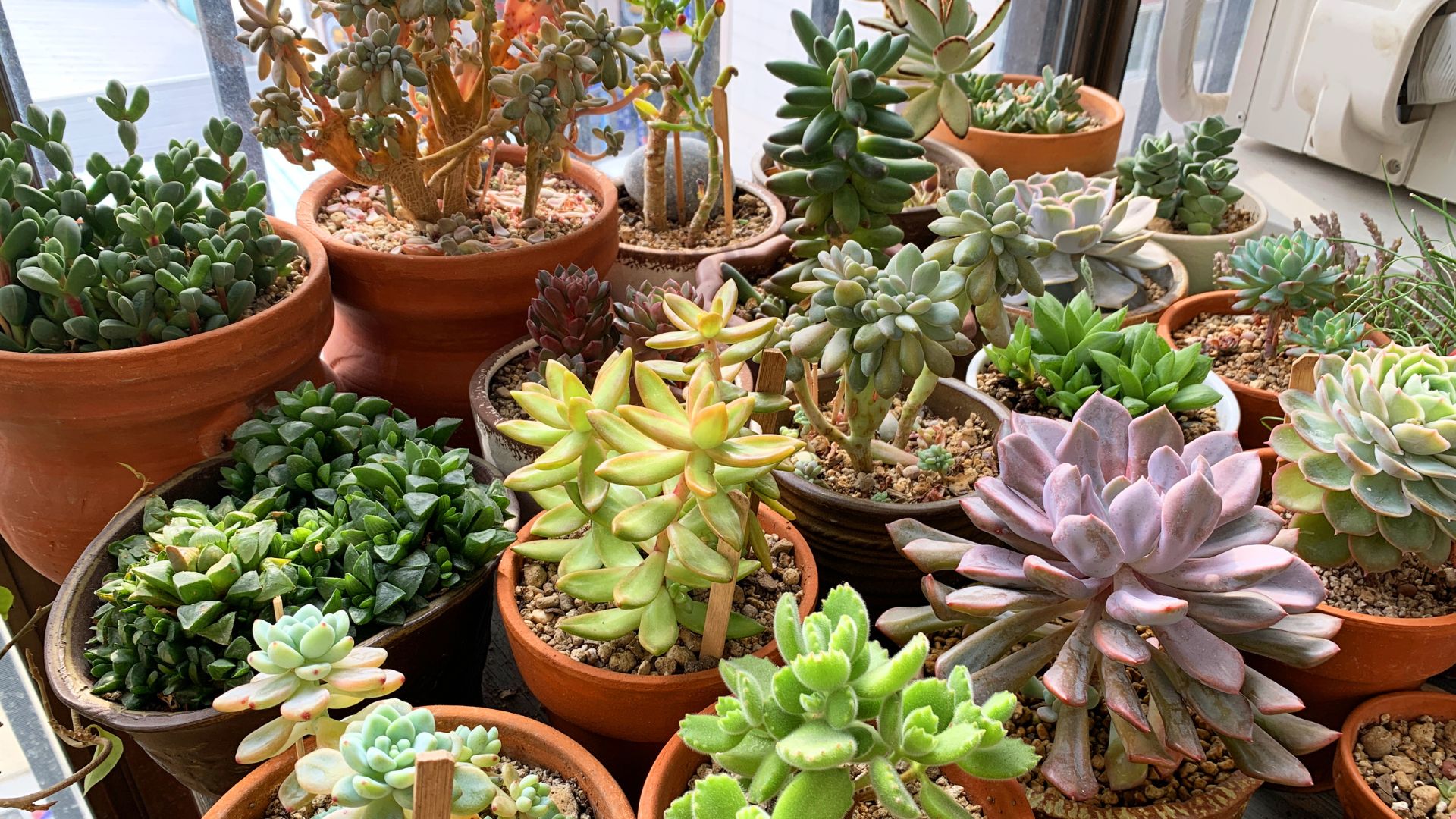 20 Essential Tips For Thriving Succulents