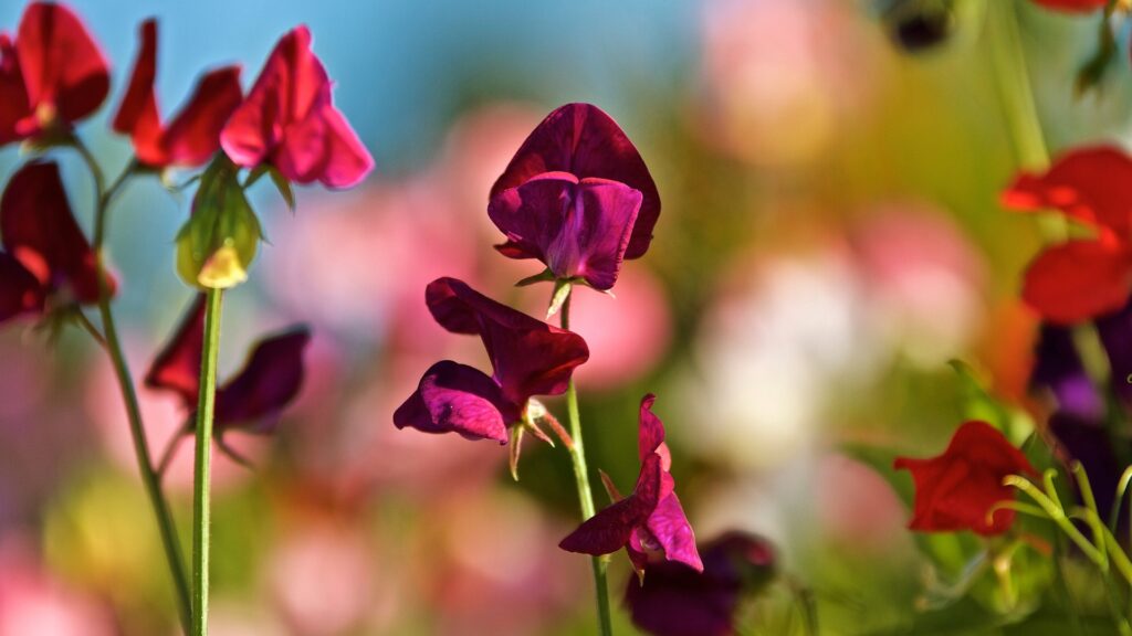 sweet pea flowering