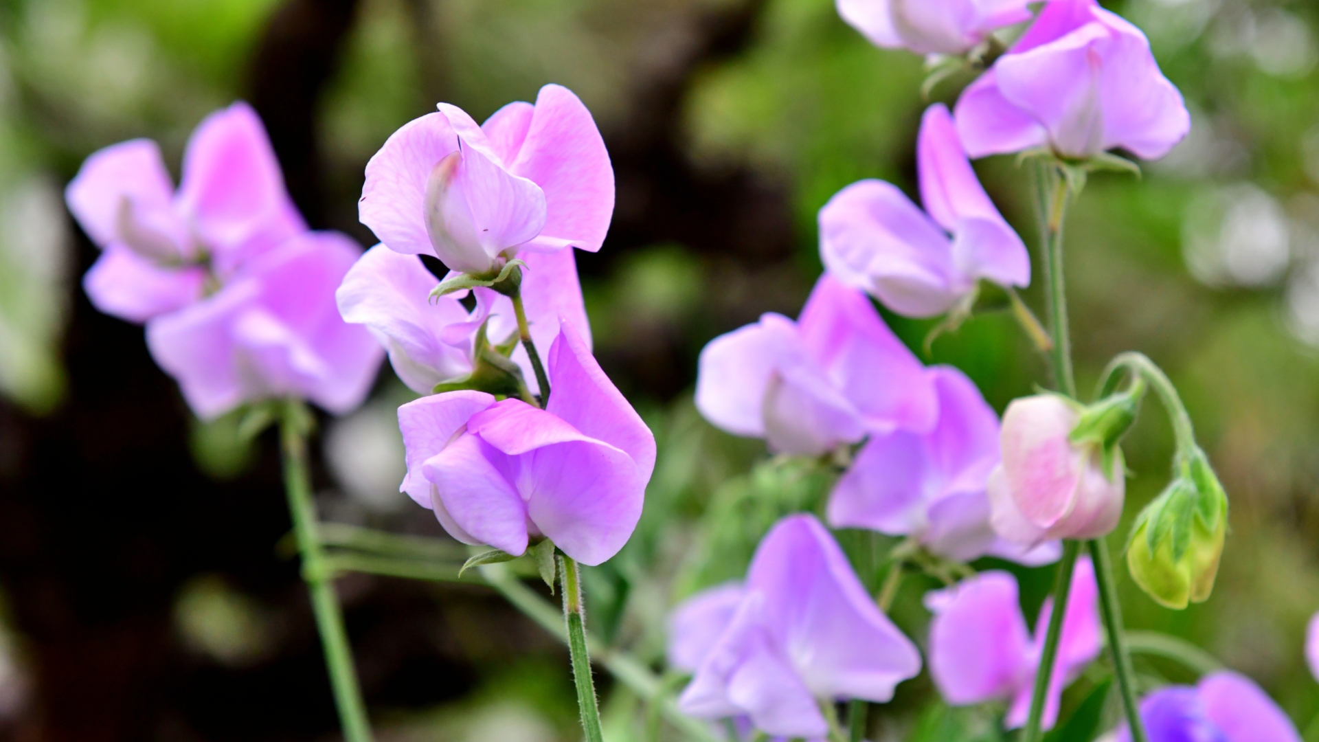 sweat pea plant flowering