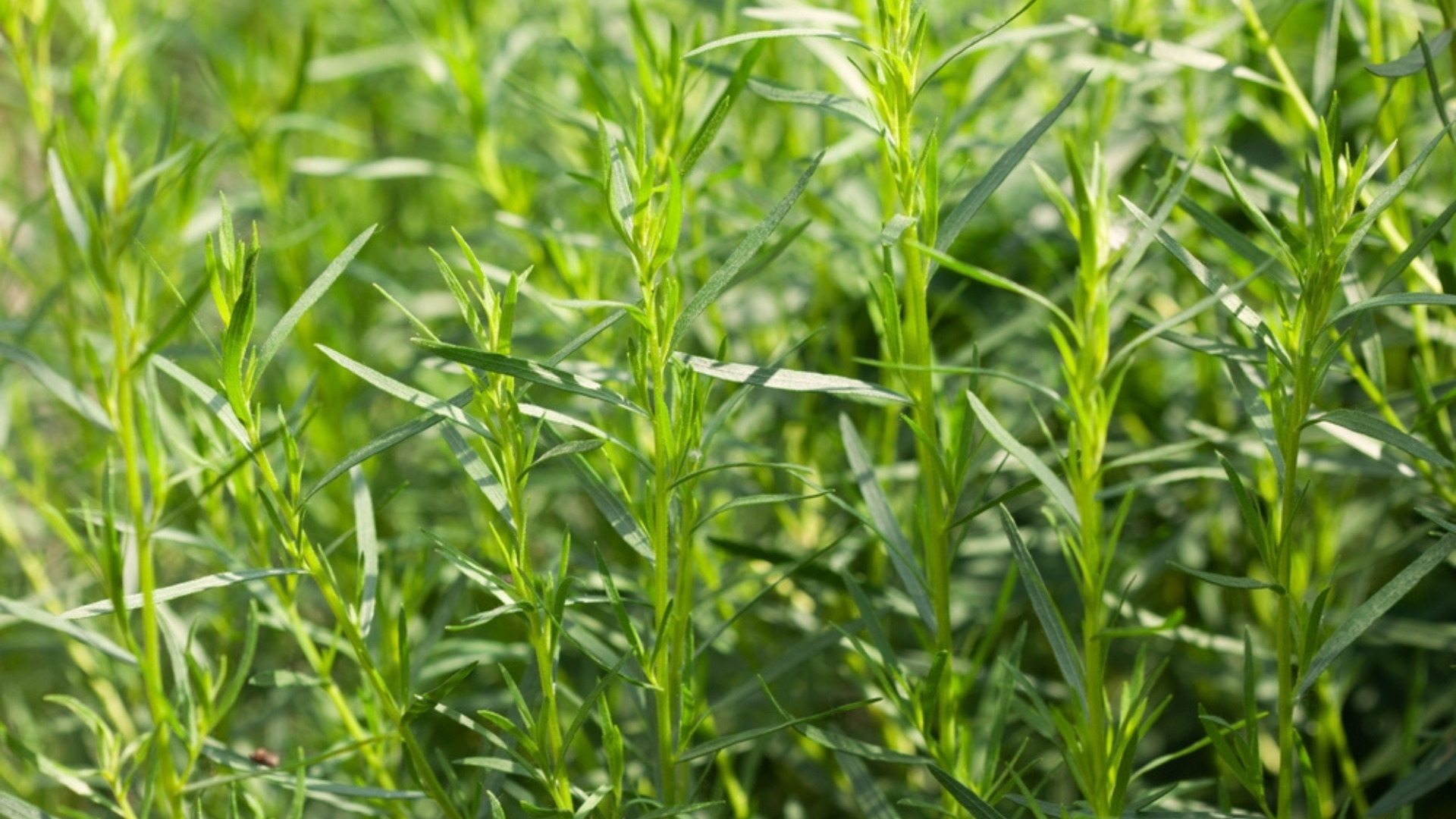 tarragon plant in a garden