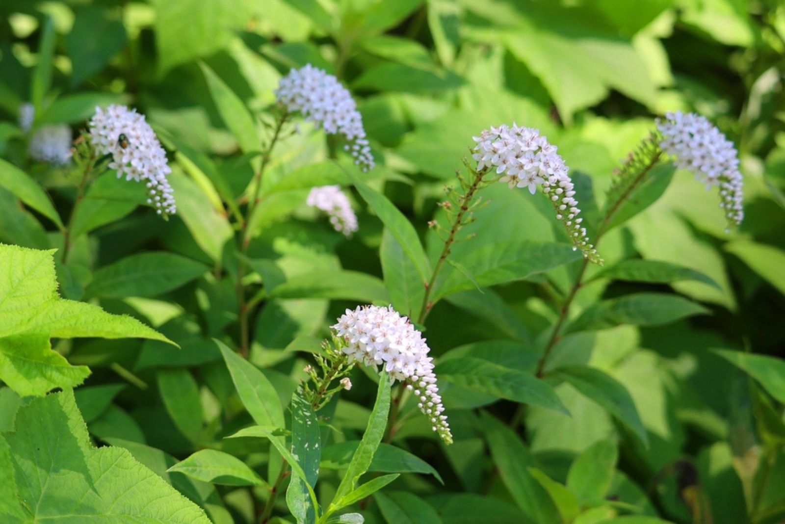 the gooseneck loosestrife