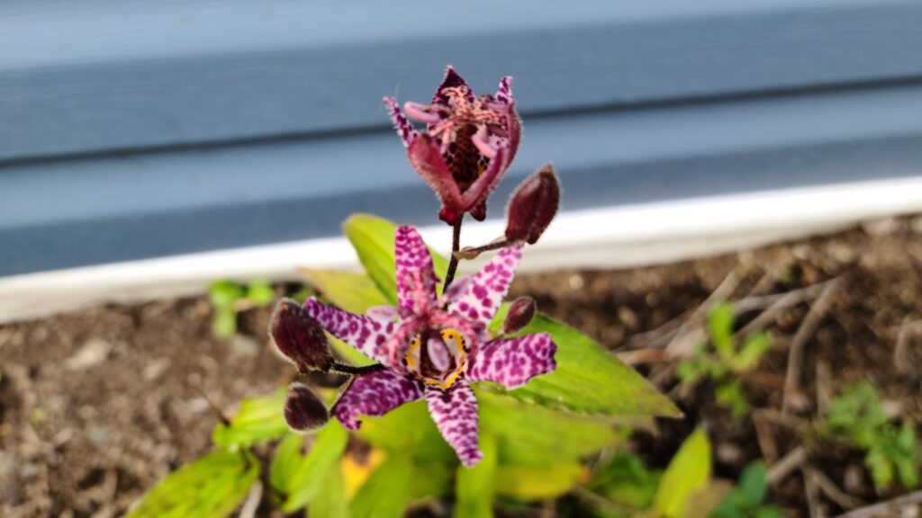 toady lily bloom