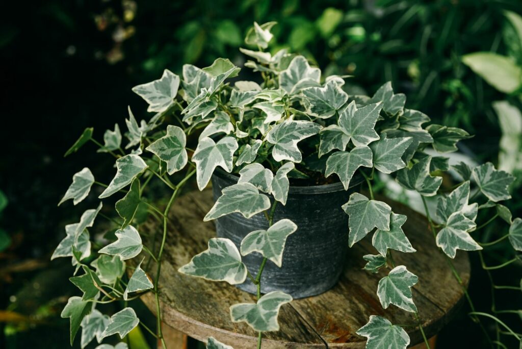 variegated ivy vine in black pot