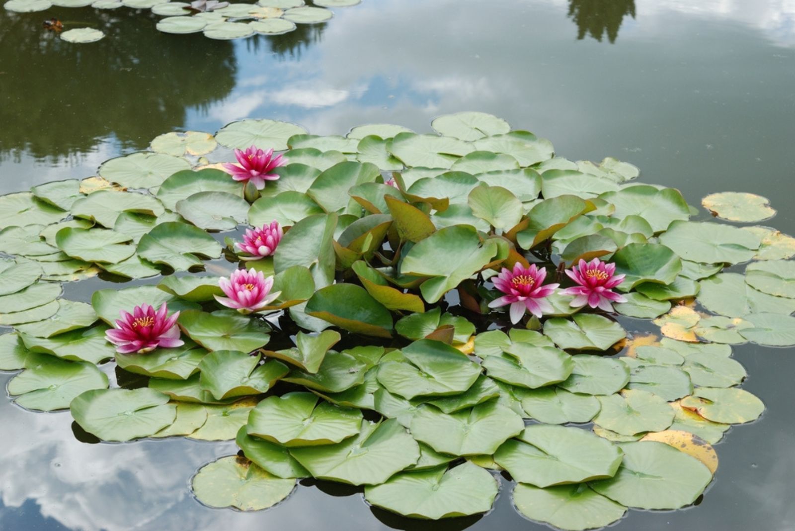 water lillies