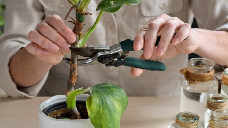 21 Pretty Plants That Only Need A Little Bit Of Water To Propagate