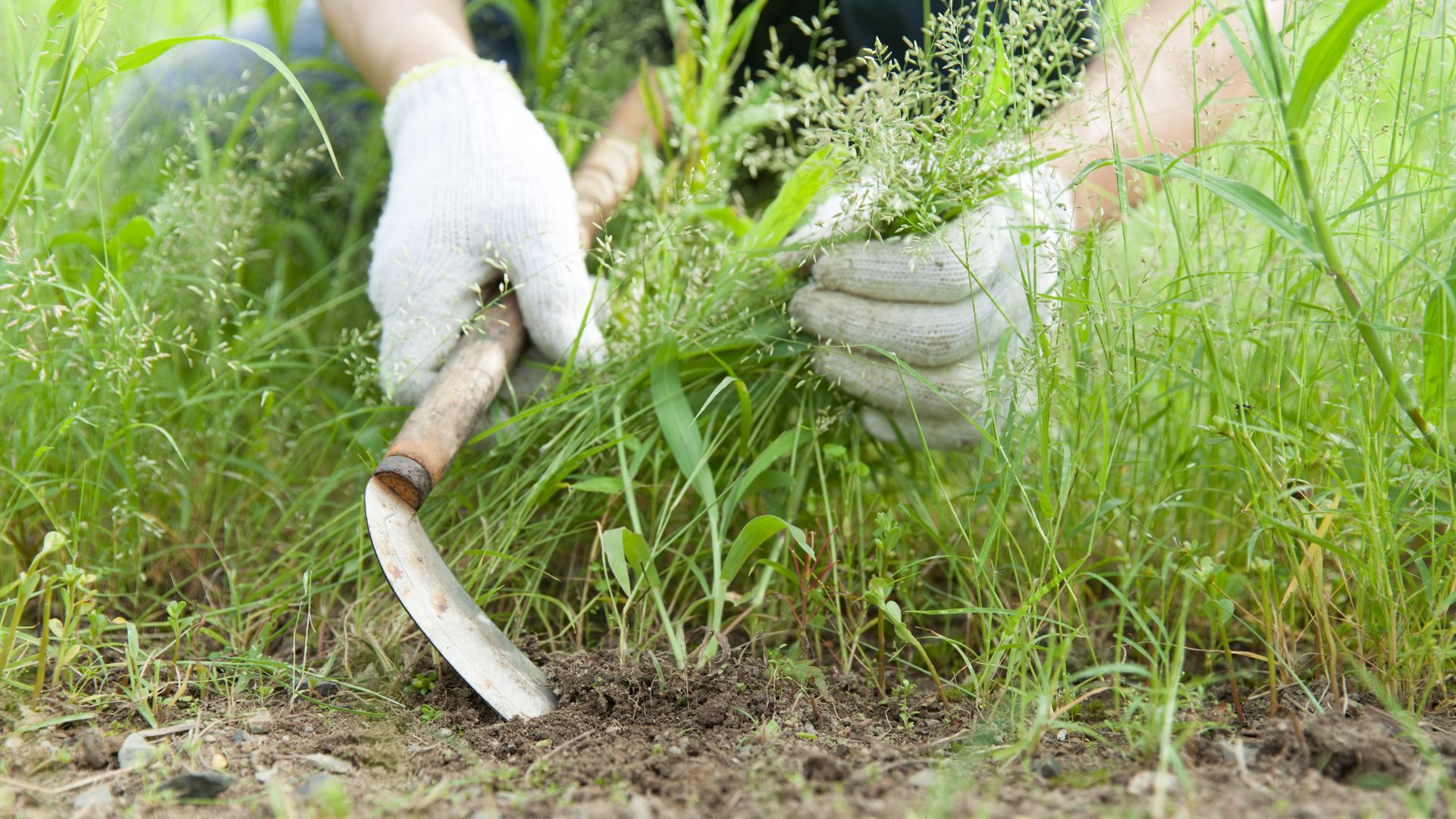 22 Weed Removal Hacks You’ll Wish You Tried Sooner