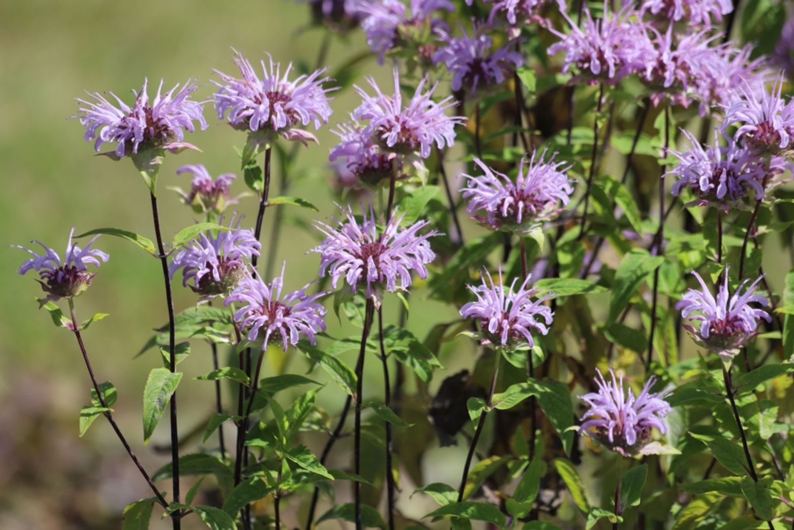 wild bergamot flowers on a sunny day