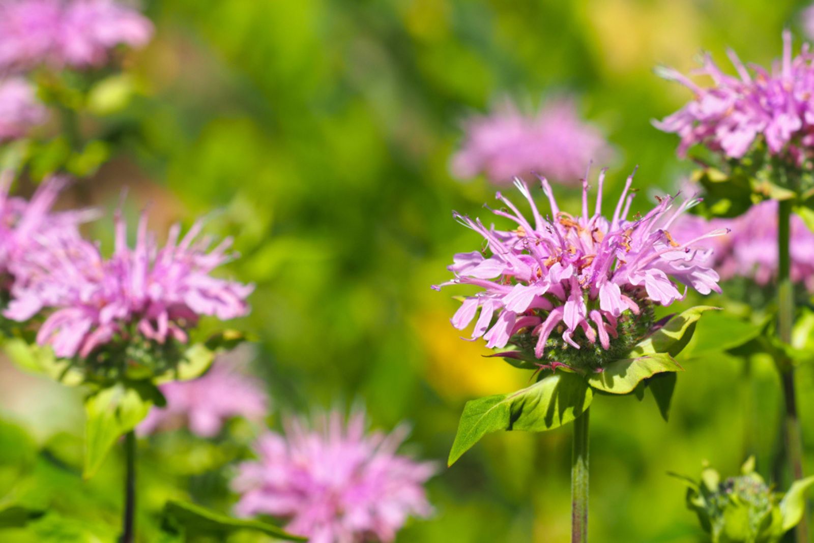 wild bergamot flowers