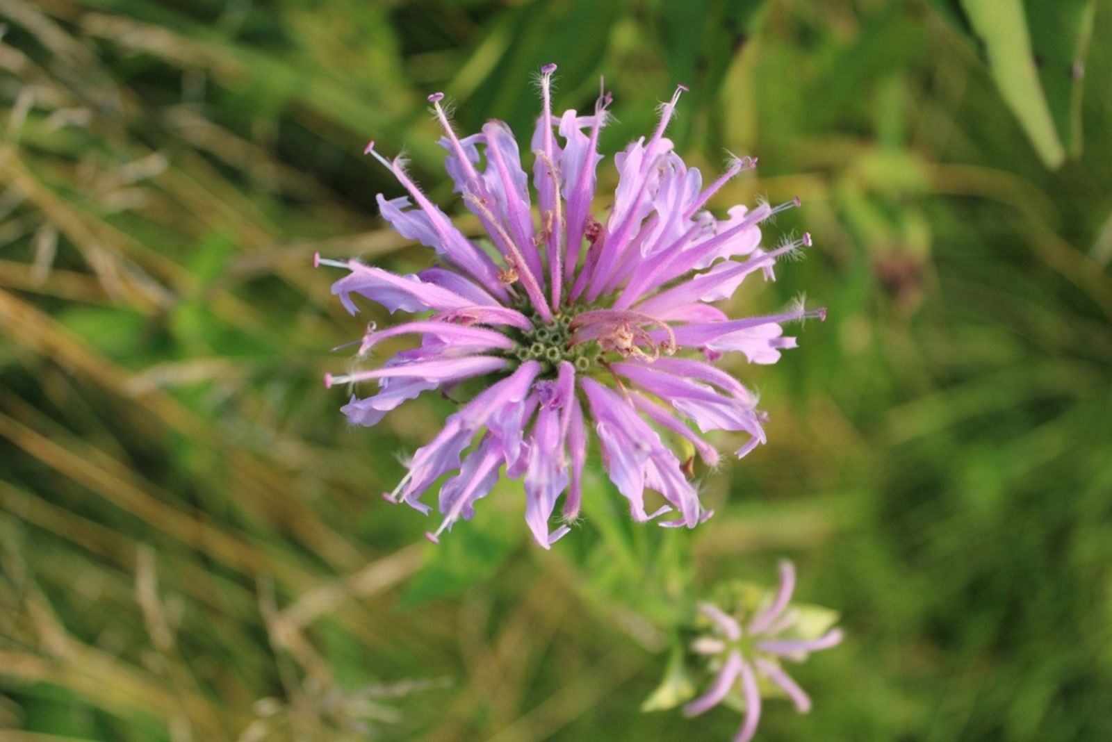 wild bergamot