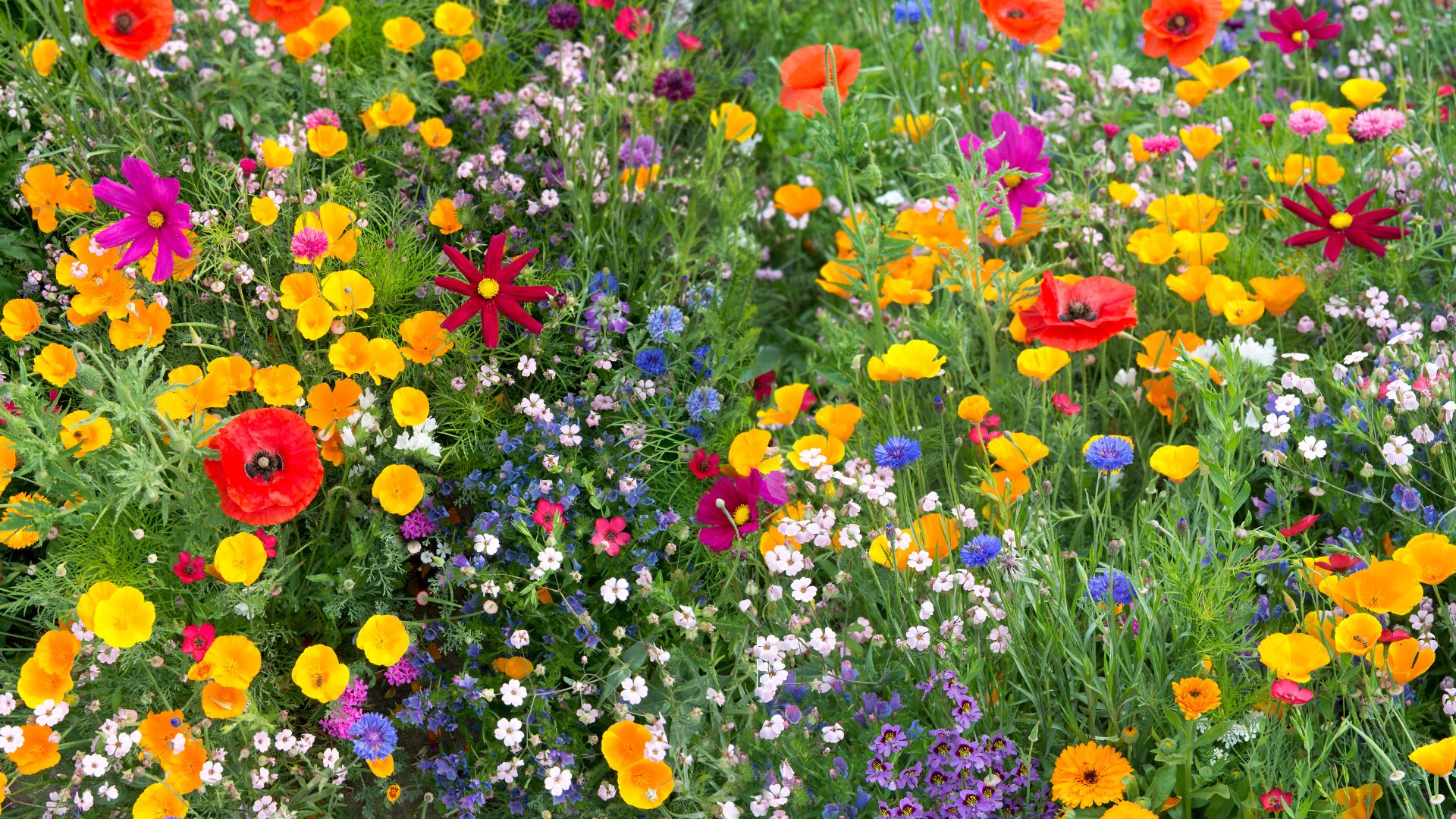 30 Wild Flowers To Fill Out Your Garden