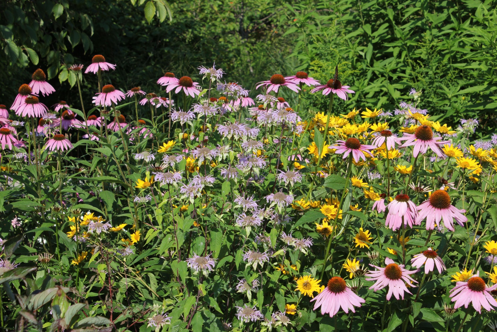 wildflowers in garden