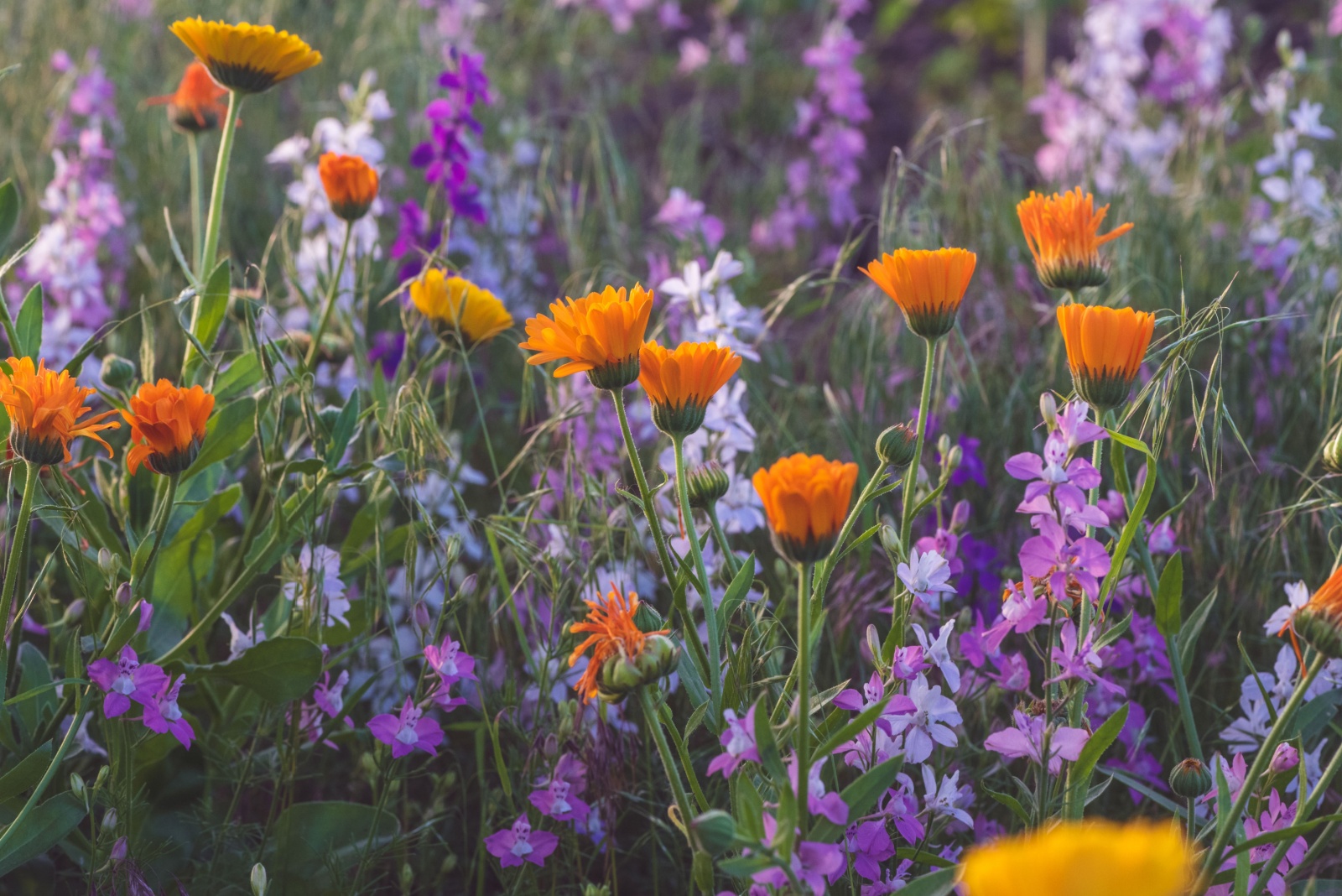 wildflowers