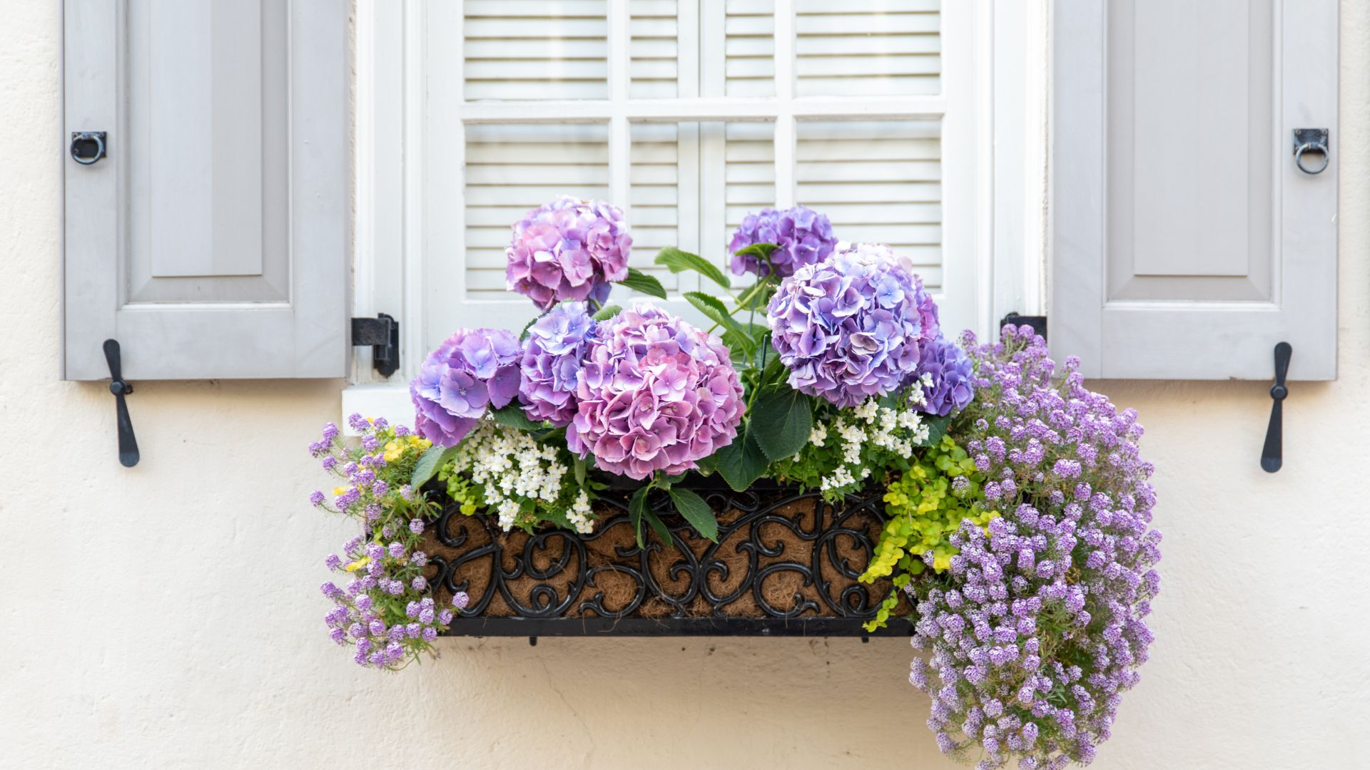 24 Fragrant Plants For Window Boxes That Look Great And Will Make Your Front Yard Smell Amazing