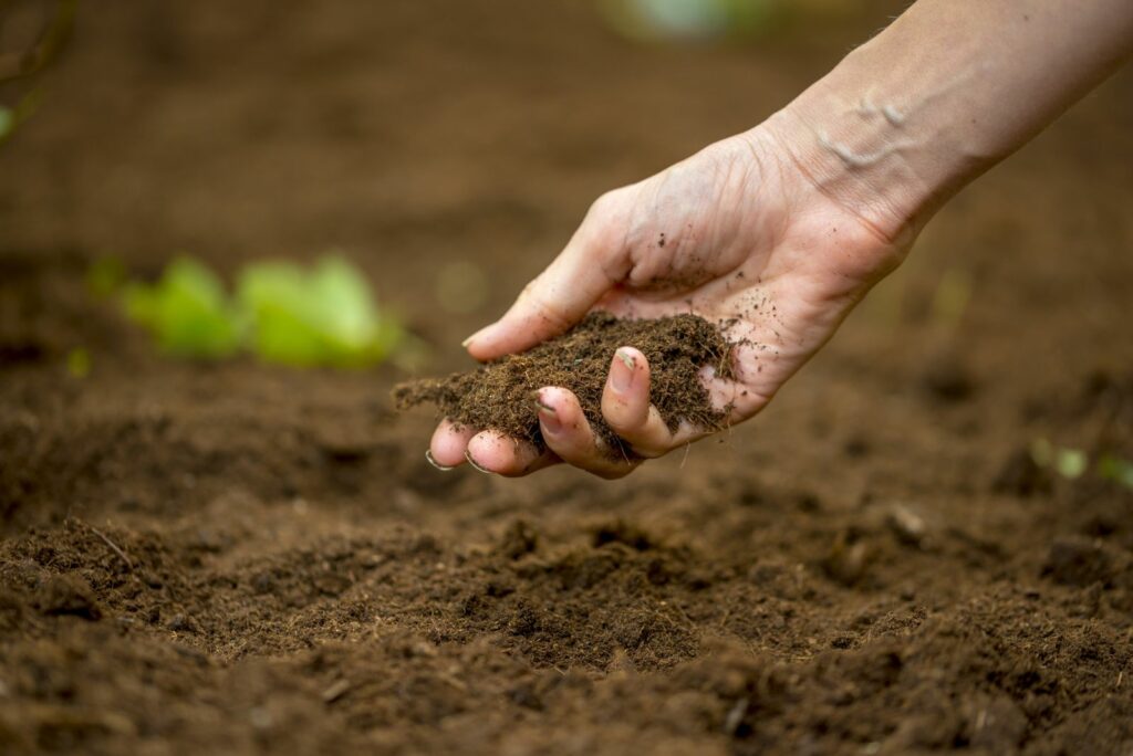 woman holding the earth in her hand