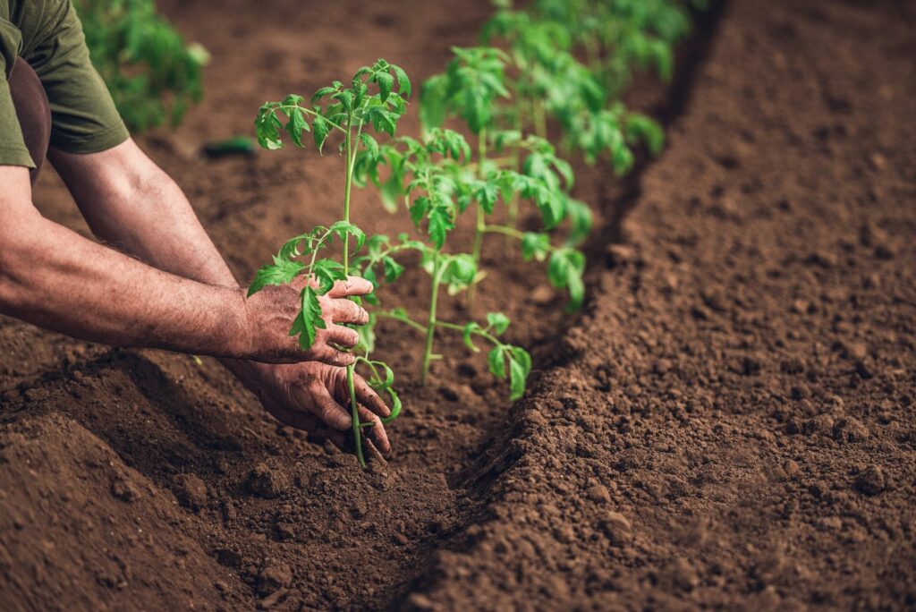 woman planting tomatoes in the garden