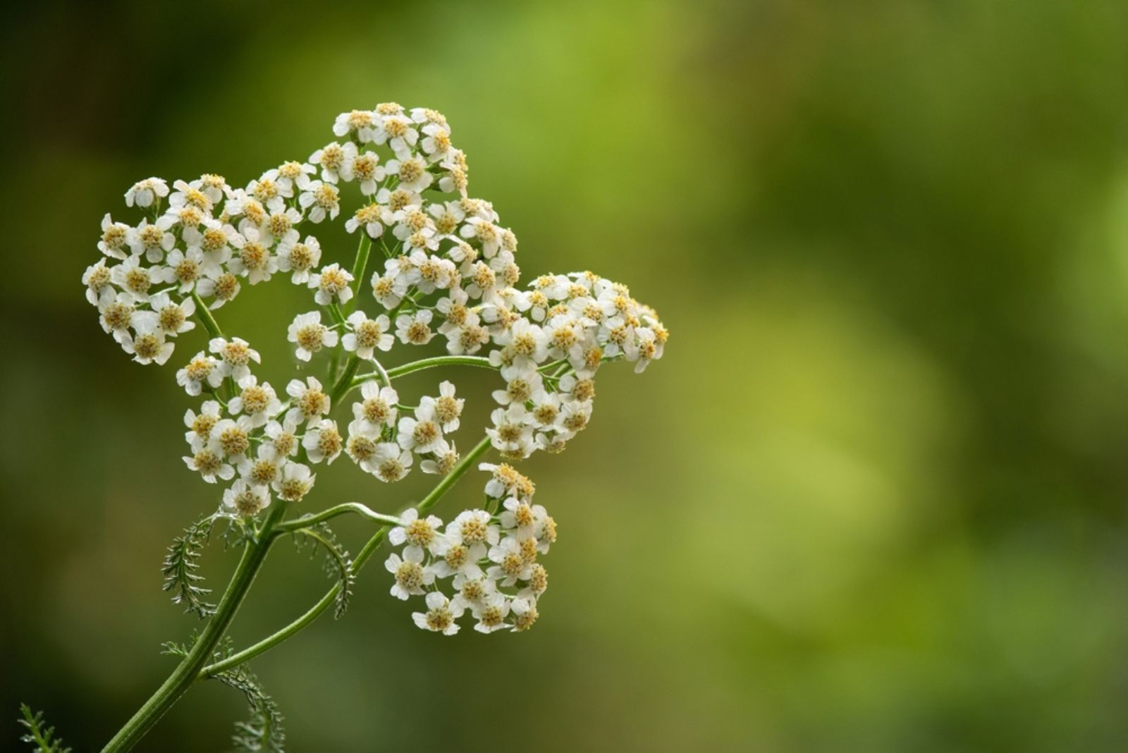 yarrow flowers