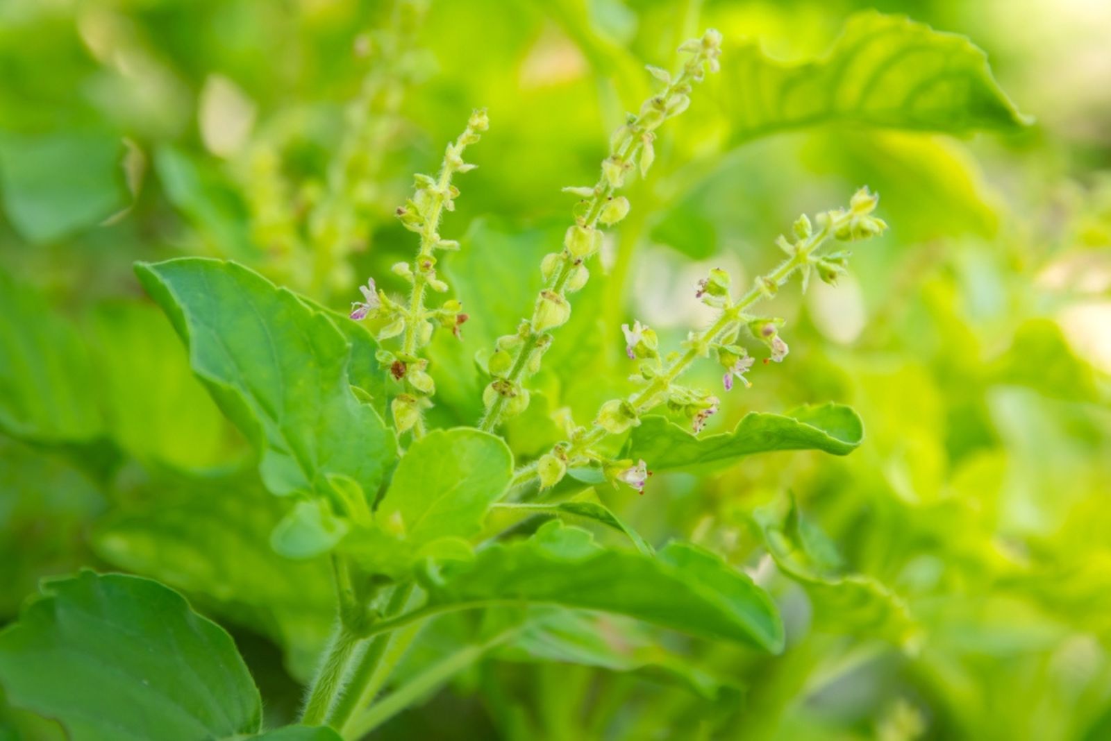 yellow basil flowers