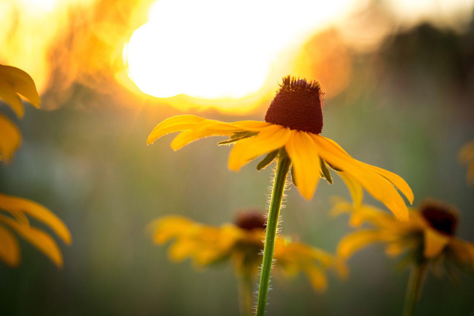 yellow bee balm