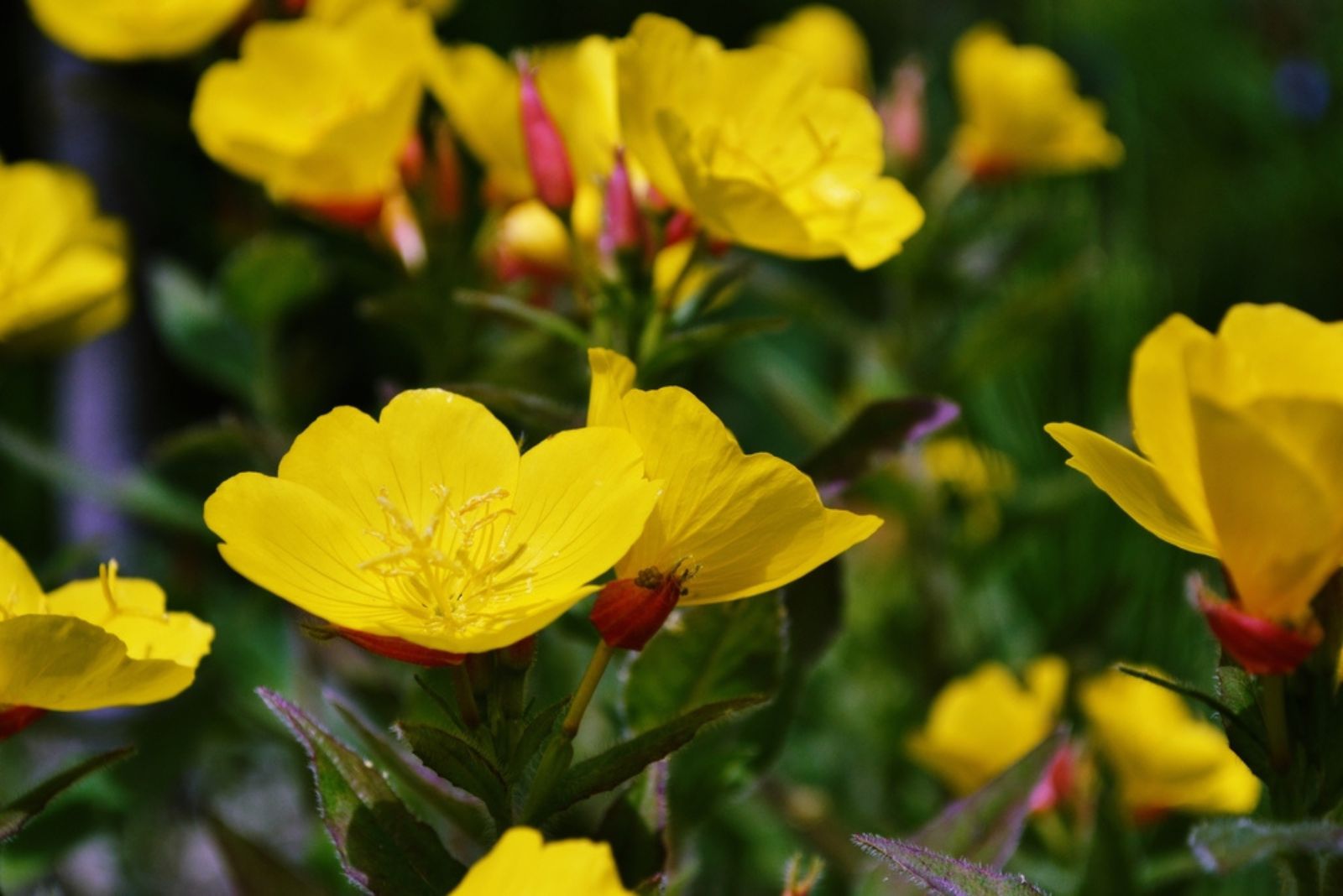 yellow primrose