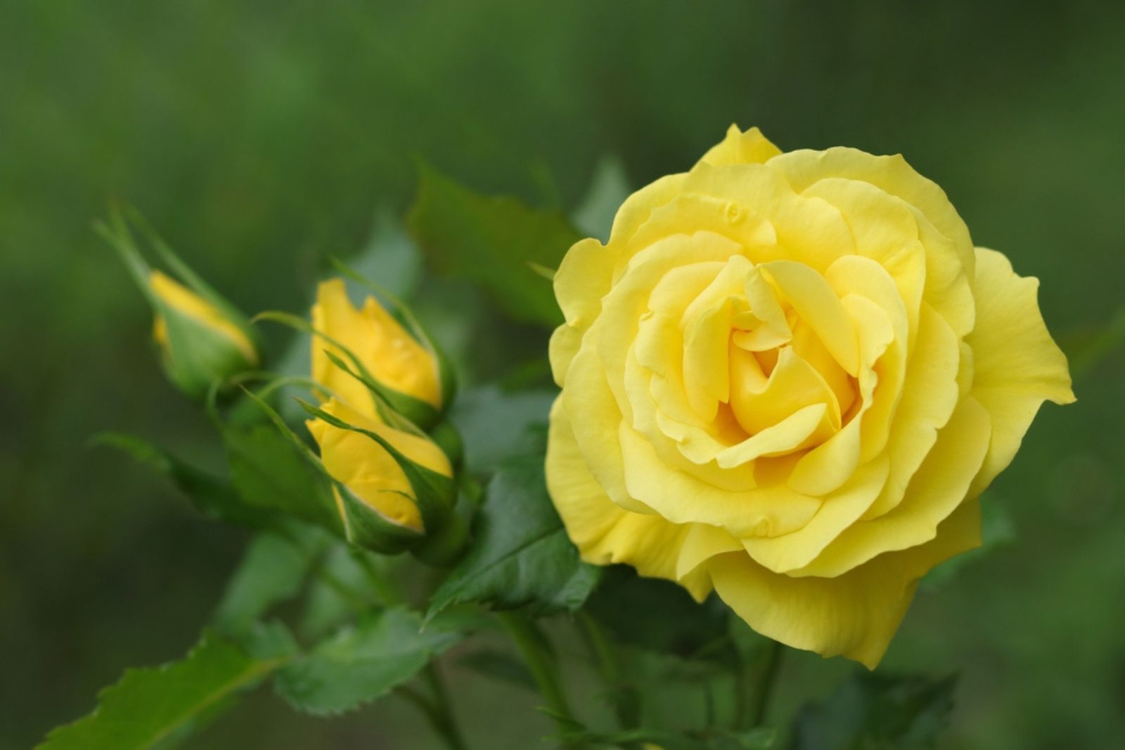 yellow roses