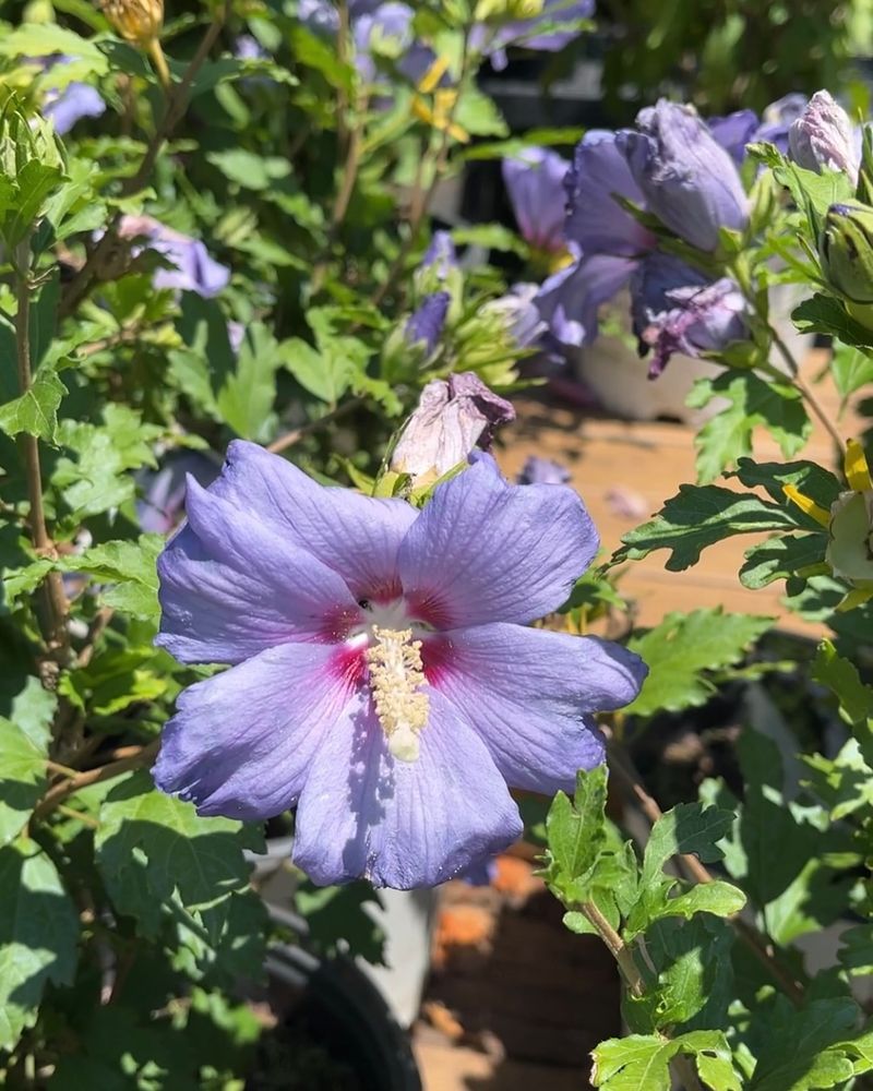 1. Rose of Sharon