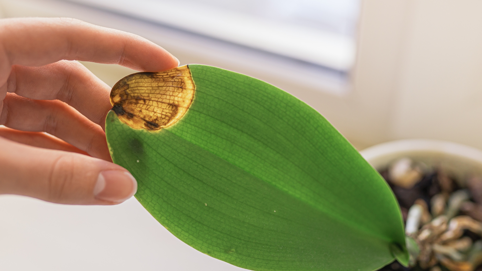 Bacteria and fungal diseases affecting orchid leaf. Orchid leaves sunburn.