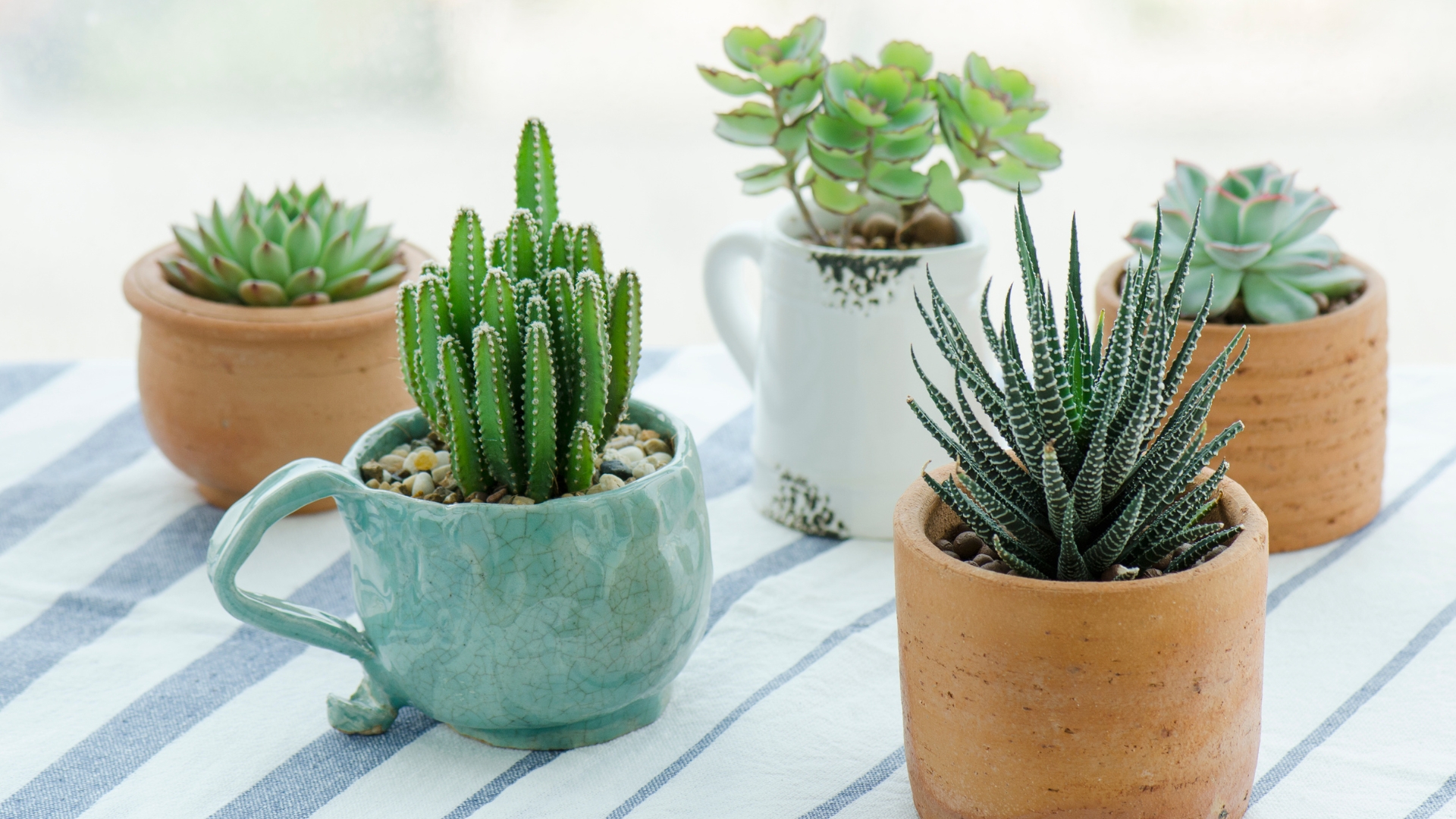 potted cactus and succulents