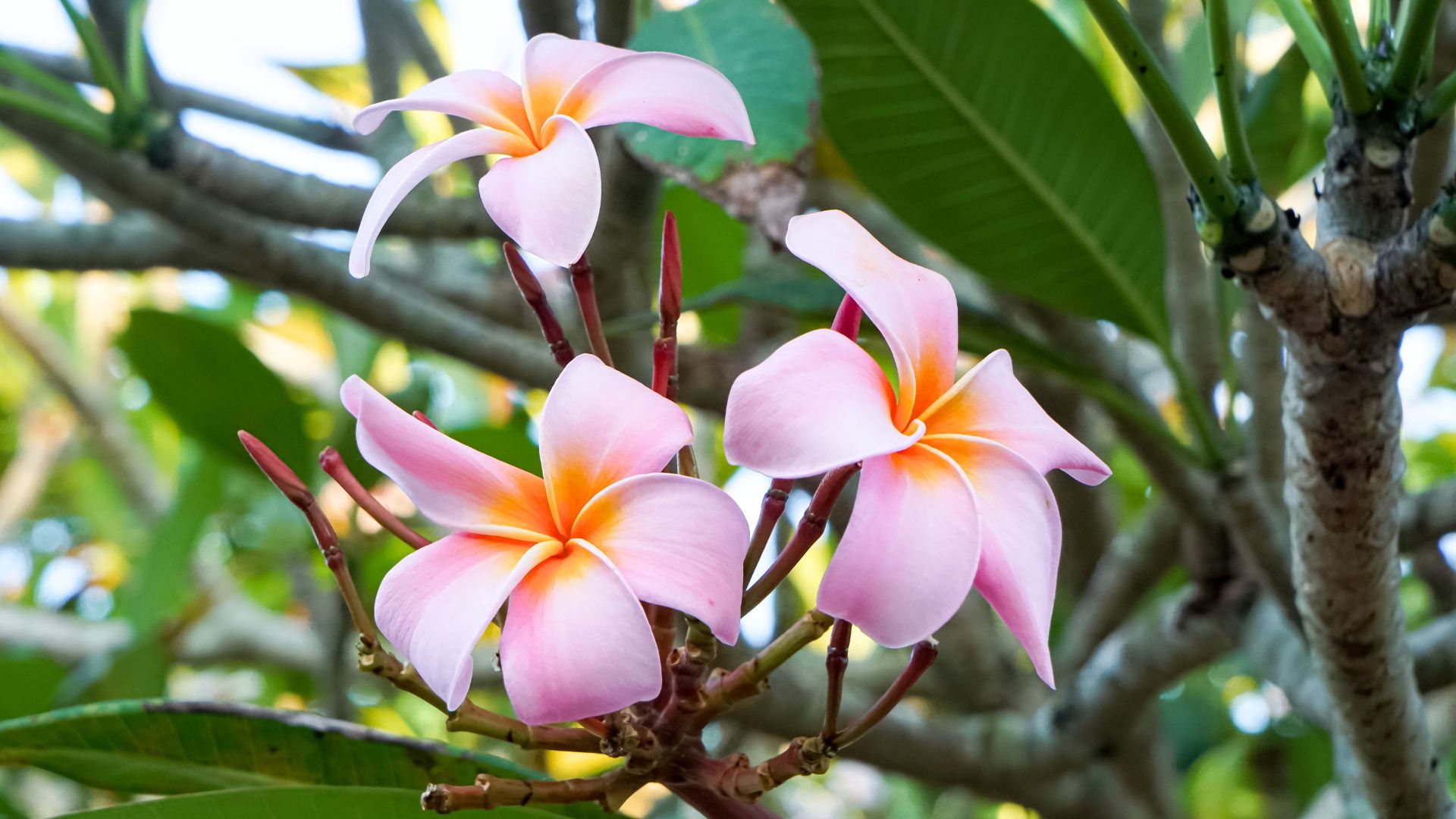 plumeria flowers