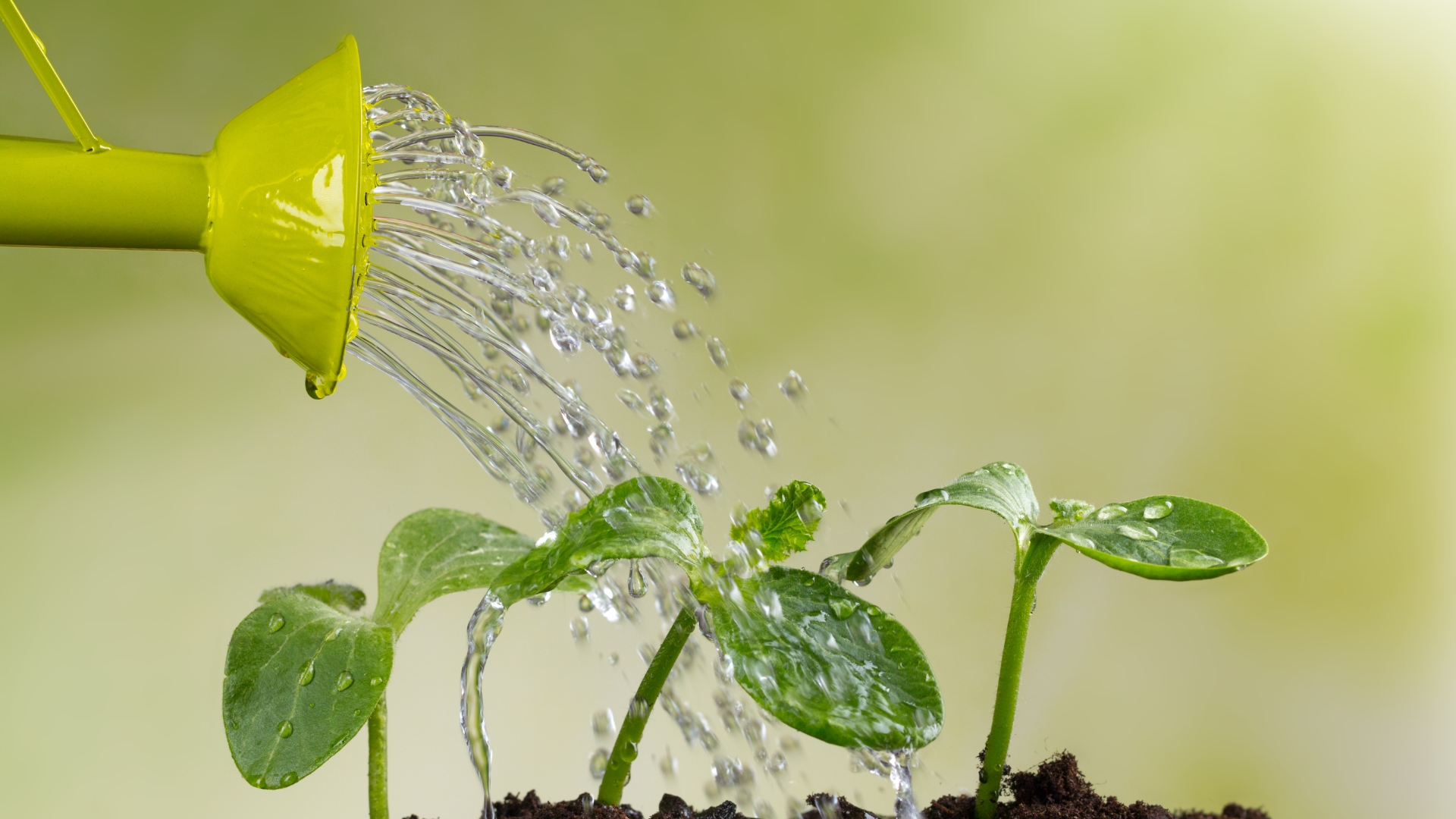 10 Ways I Learned To Conserve Water (And How It Saved My Garden)