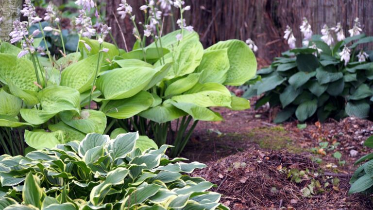 hosta plants in shade garden