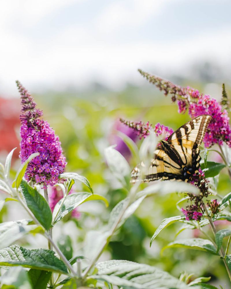 11. Butterfly Bush