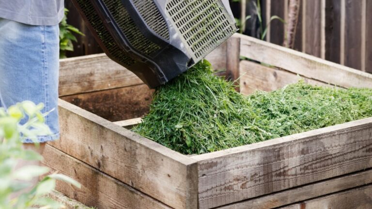 gardener dumps grass clippings on a raised bed